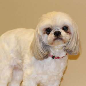 Shih Tzu puppy 